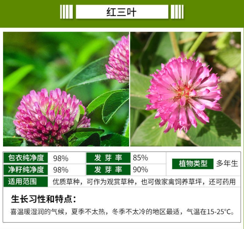 进口绿化高羊茅草坪种子四季常青护坡草籽护坡固土冷季型草坪
