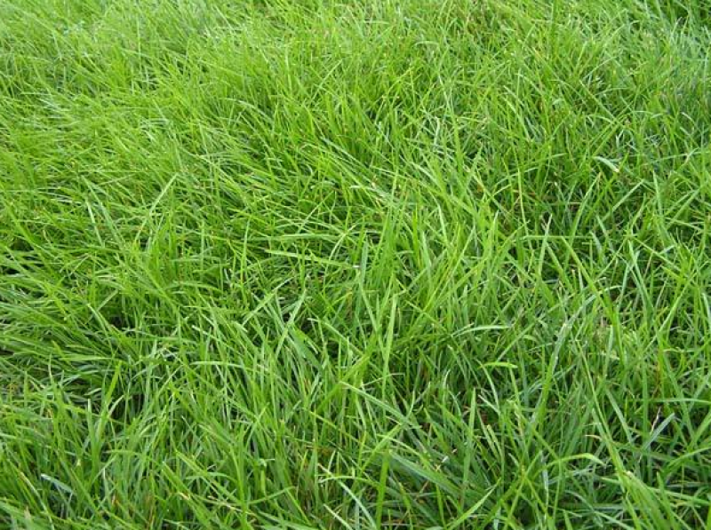 进口绿化高羊茅草坪种子四季常青护坡草籽护坡固土冷季型草坪