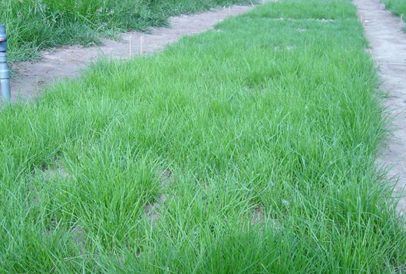 进口绿化高羊茅草坪种子四季常青护坡草籽护坡固土冷季型草坪