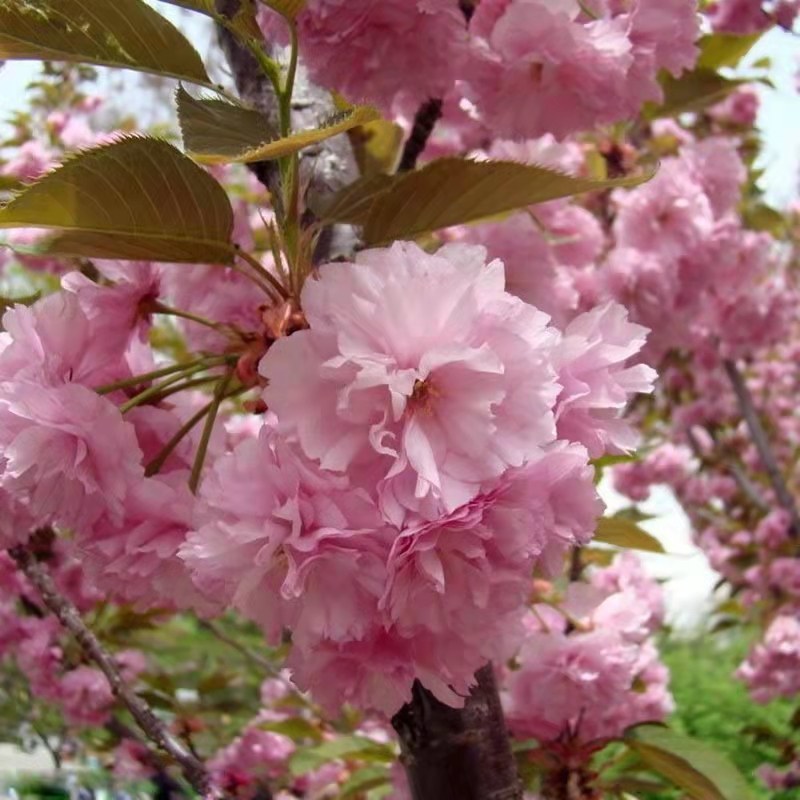 樱花苗，樱花树苗嫁接早樱树苗晚樱苗地栽樱花小苗绿化苗木