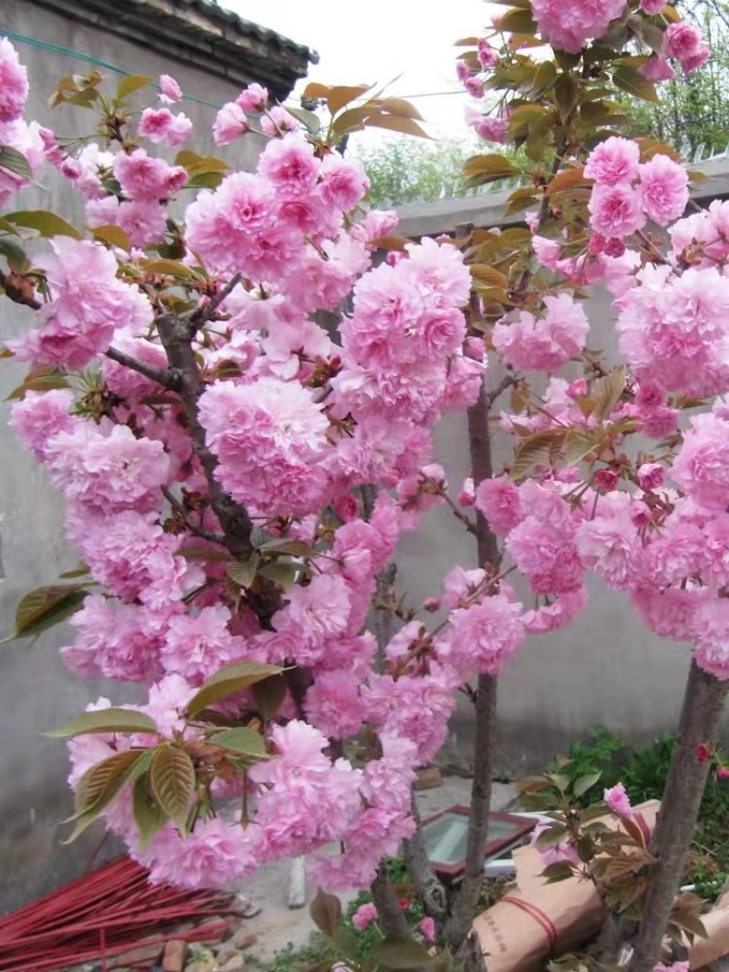 樱花苗，樱花树苗嫁接早樱树苗晚樱苗地栽樱花小苗绿化苗木