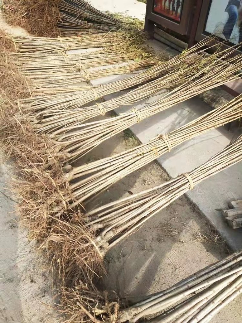 樱花苗，樱花树苗嫁接早樱树苗晚樱苗地栽樱花小苗绿化苗木