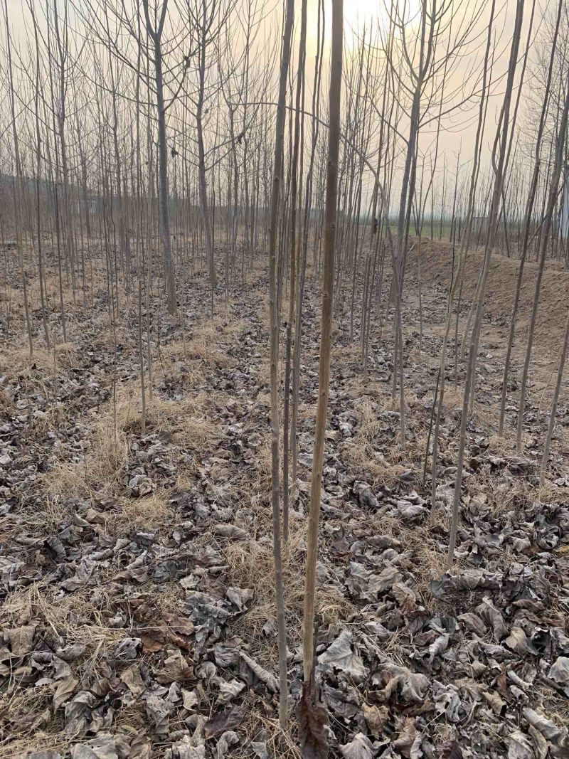 吉得速生无絮杨（如有虚假宣传报销来回费用）