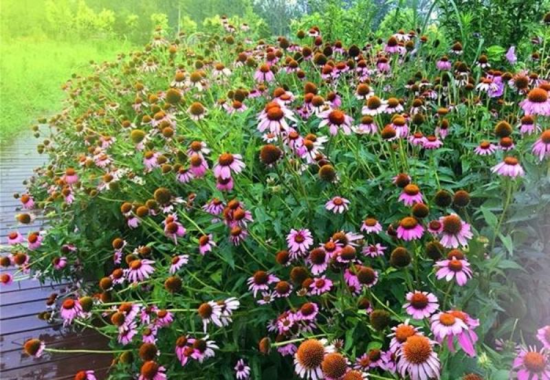 松果菊种子四季种开花易活紫松果菊花多年生花籽孑宿根庭院室