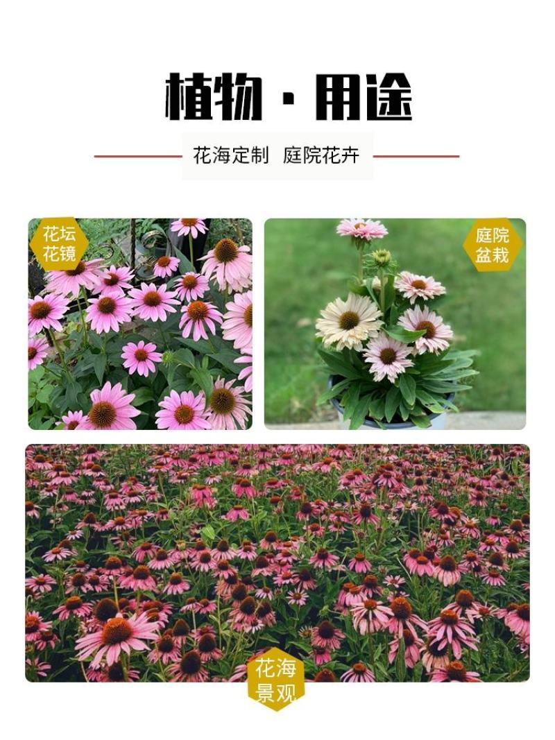 松果菊种子四季种开花易活紫松果菊花多年生花籽孑宿根庭院室