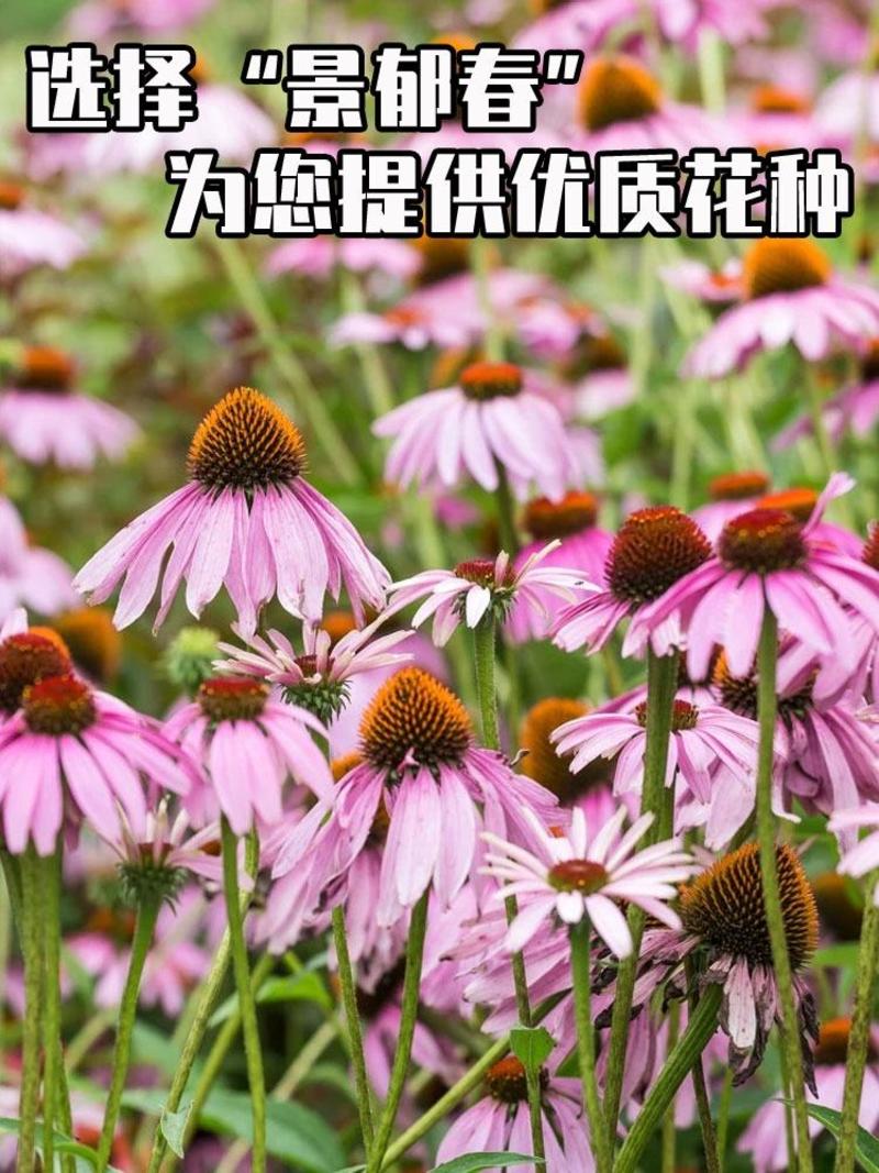 松果菊种子四季种开花易活紫松果菊花多年生花籽孑宿根庭院室