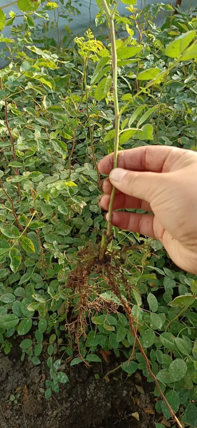 辽宁开原抗寒丰花月季小苗红花大地苗杯苗繁育基地