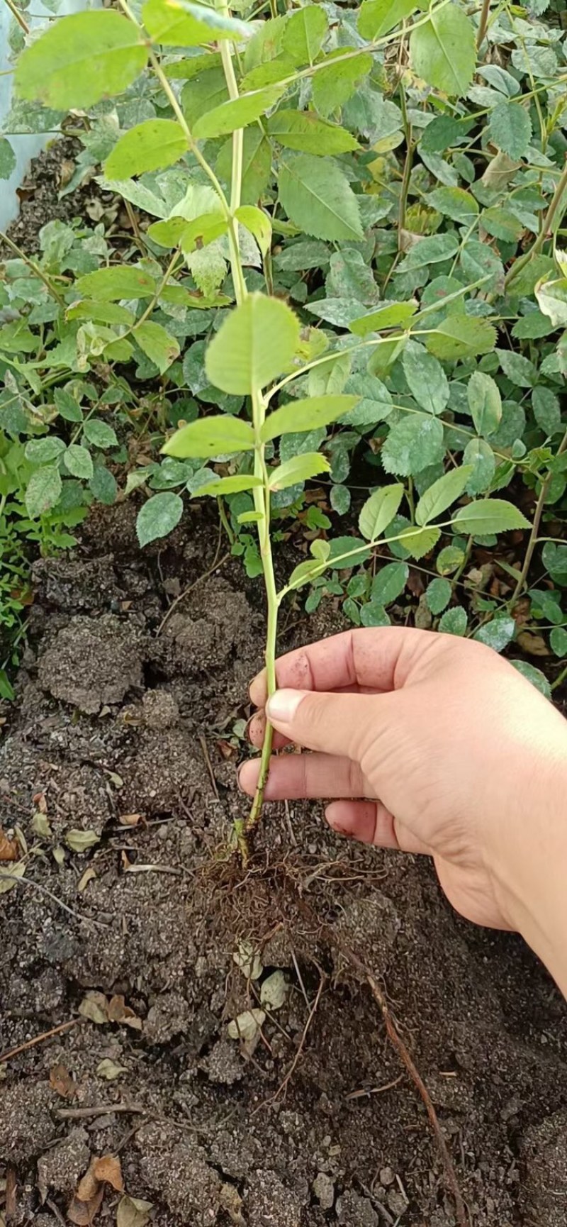 辽宁开原抗寒丰花月季小苗红花大地苗杯苗繁育基地