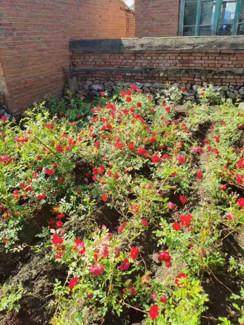 辽宁开原抗寒丰花月季小苗红花大地苗杯苗繁育基地