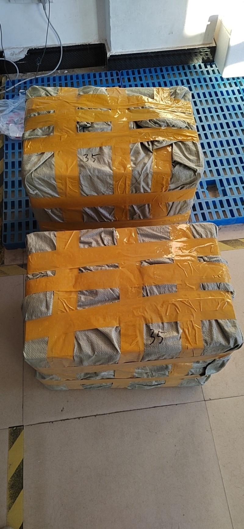 辽宁开原抗寒丰花月季小苗红花大地苗杯苗繁育基地
