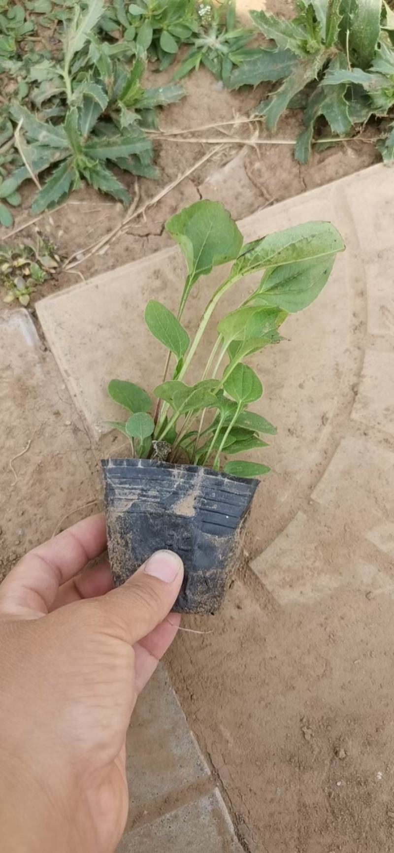 精品松果菊大量上市，基地直发，直消，欢迎各位老板致电洽