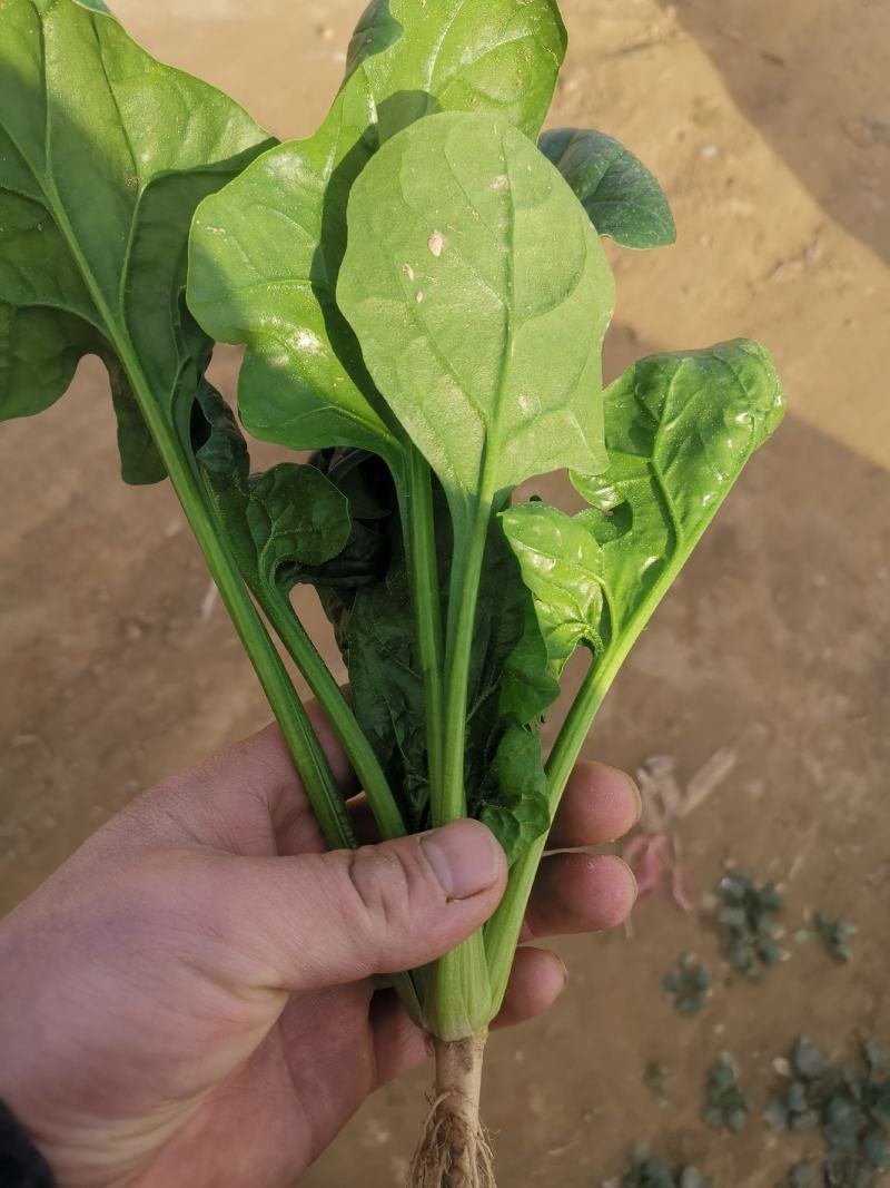 精品菠菜看中联系