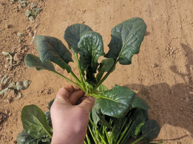 精品菠菜看中联系