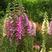 钓钟柳种子园林绿化中花镜或绿岛栽植景观花种籽象牙红吊钟柳