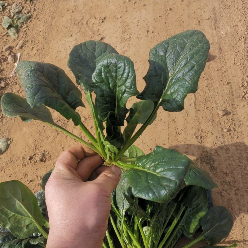 精品菠菜看中联系