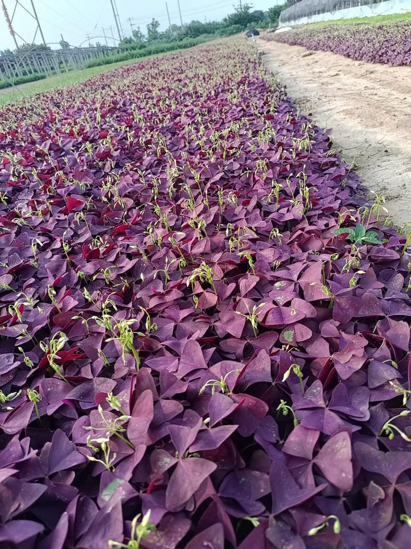 紫叶醡浆草，基地直发直销，量大从优，欢迎各位老板致电洽谈