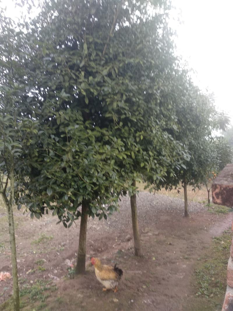 精品优质天竺桂，各种各样桂花树，树形多样化且别具特色