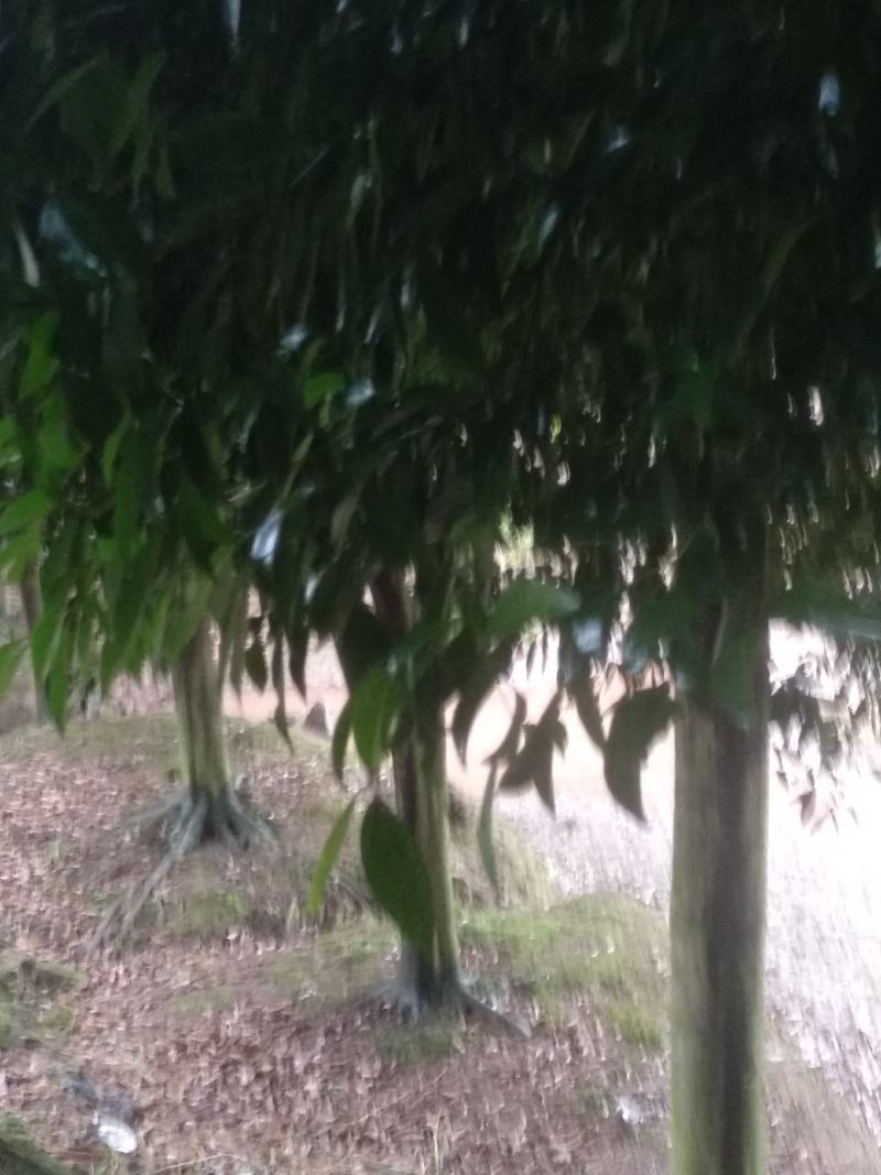 精品优质天竺桂，各种各样桂花树，树形多样化且别具特色