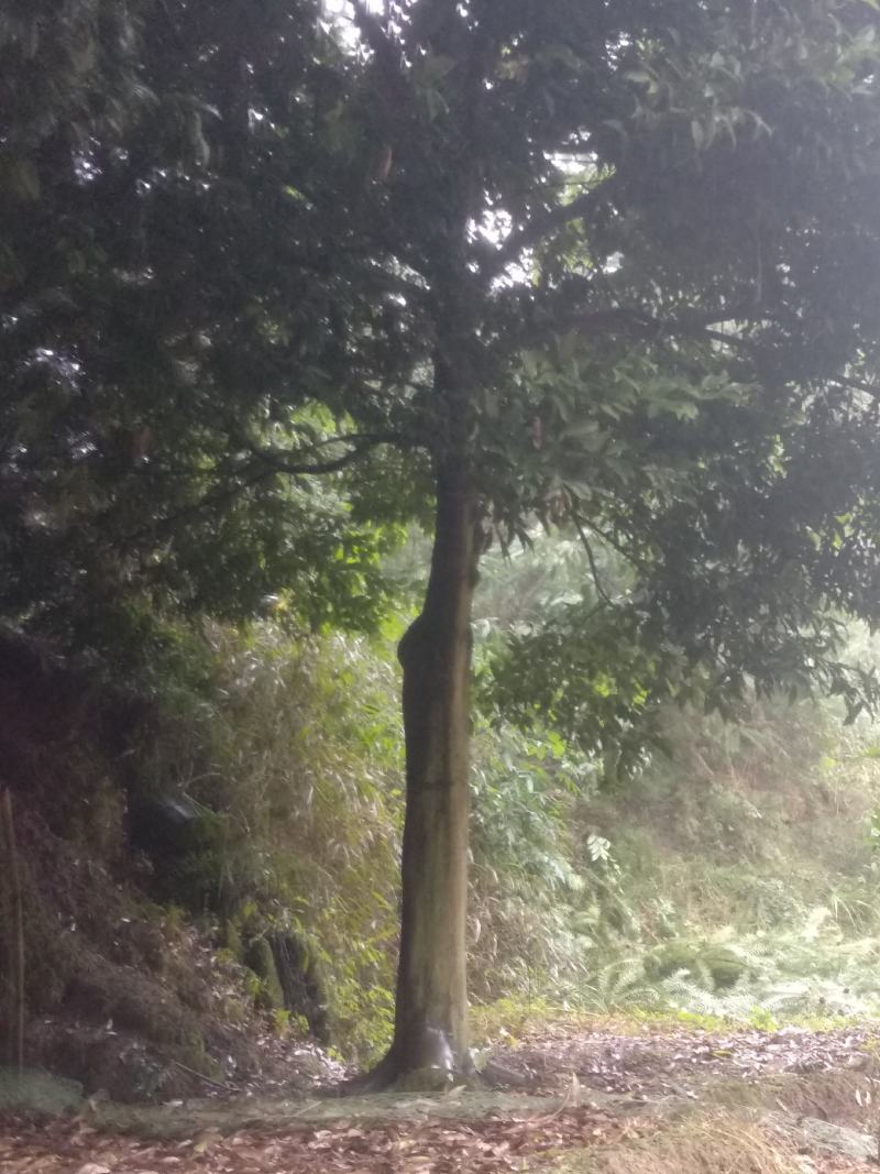 精品优质天竺桂，各种各样桂花树，树形多样化且别具特色