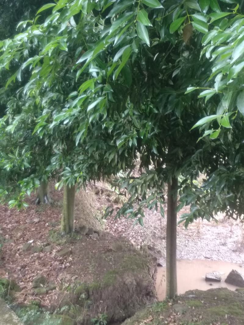 精品优质天竺桂，各种各样桂花树，树形多样化且别具特色