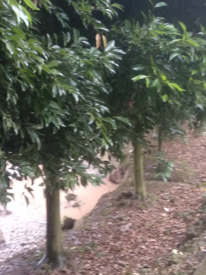 精品优质天竺桂，各种各样桂花树，树形多样化且别具特色