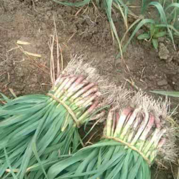 湖北钟祥本地红根蒜苗种植基地包整理包上车保证质量