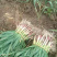 湖北钟祥本地红根蒜苗种植基地包整理包上车保证质量