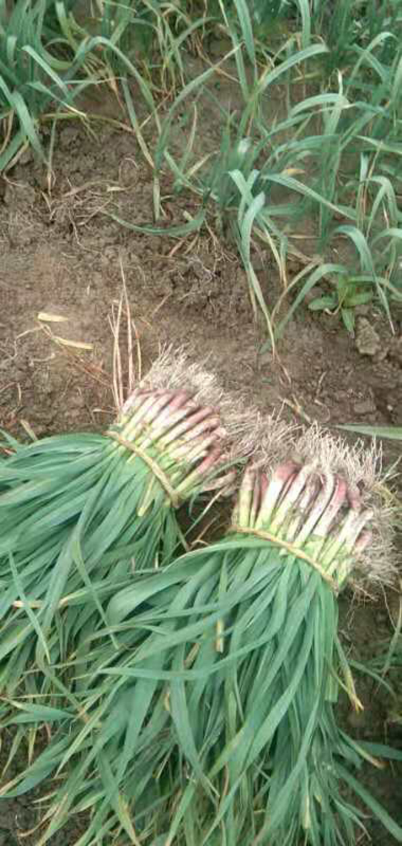 湖北钟祥本地红根蒜苗种植基地包整理包上车保证质量