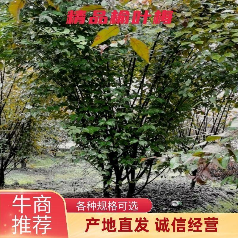 榆叶梅重瓣榆叶梅树形优美质量保证基地直发一手货源