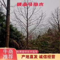 成都市温江区大量出售马褂木鹅掌楸基地直发一手货源