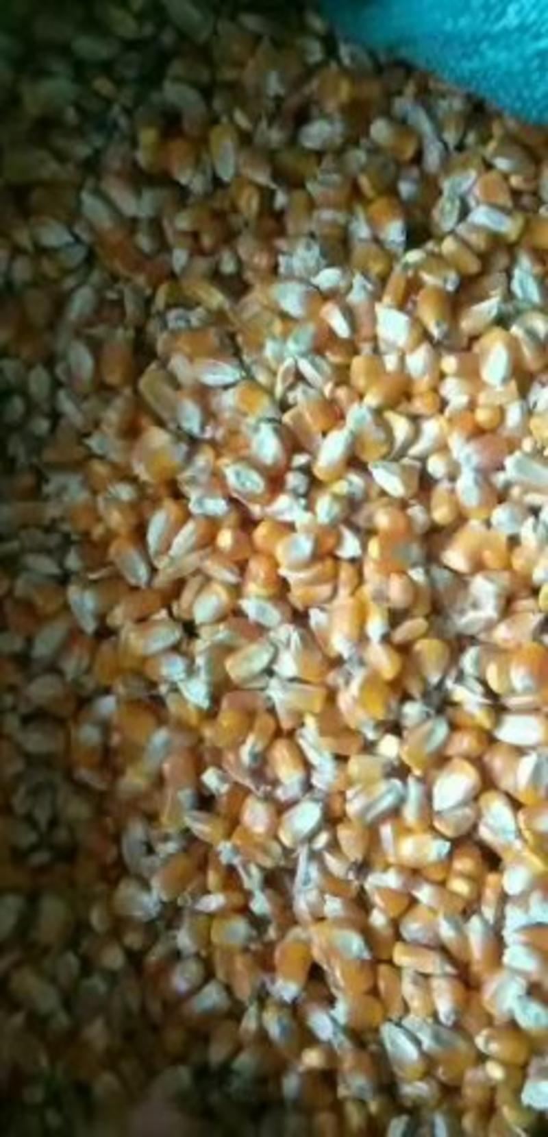 大量供应贵州毕节威宁玉米粒，可以供应酒厂，饲料厂等等。