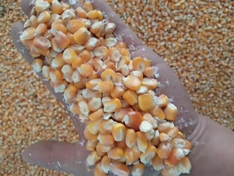 大量供应贵州毕节威宁玉米粒，可以供应酒厂，饲料厂等等。