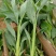 精品优质矮化美人蕉大量上市，欢迎各位老板致电