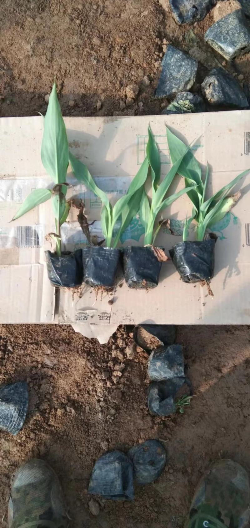 精品优质矮化美人蕉大量上市，欢迎各位老板致电