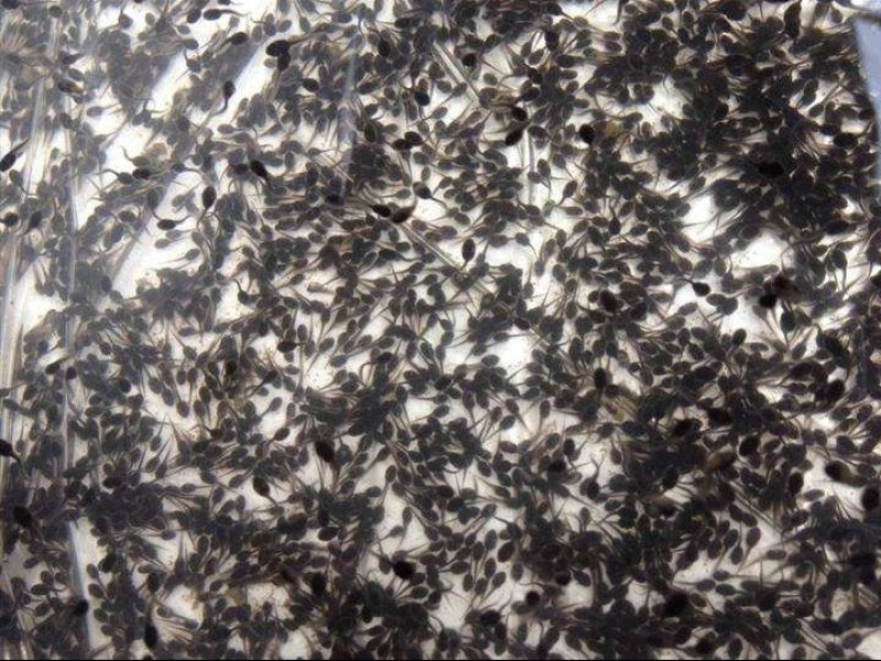 蝌蚪苗牛蛙苗牛蛙蝌蚪苗量大从优提供技术指导