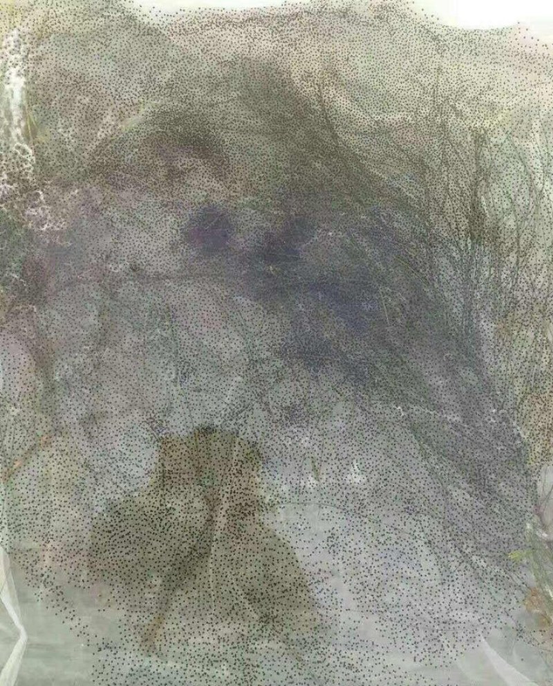 蝌蚪苗牛蛙苗牛蛙蝌蚪苗量大从优提供技术指导
