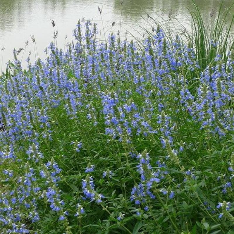 鼠尾草种籽蓝花草籽多年生花海草种子粉色鼠尾草蓝丝绒室外花