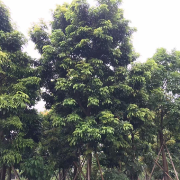 海南红豆
