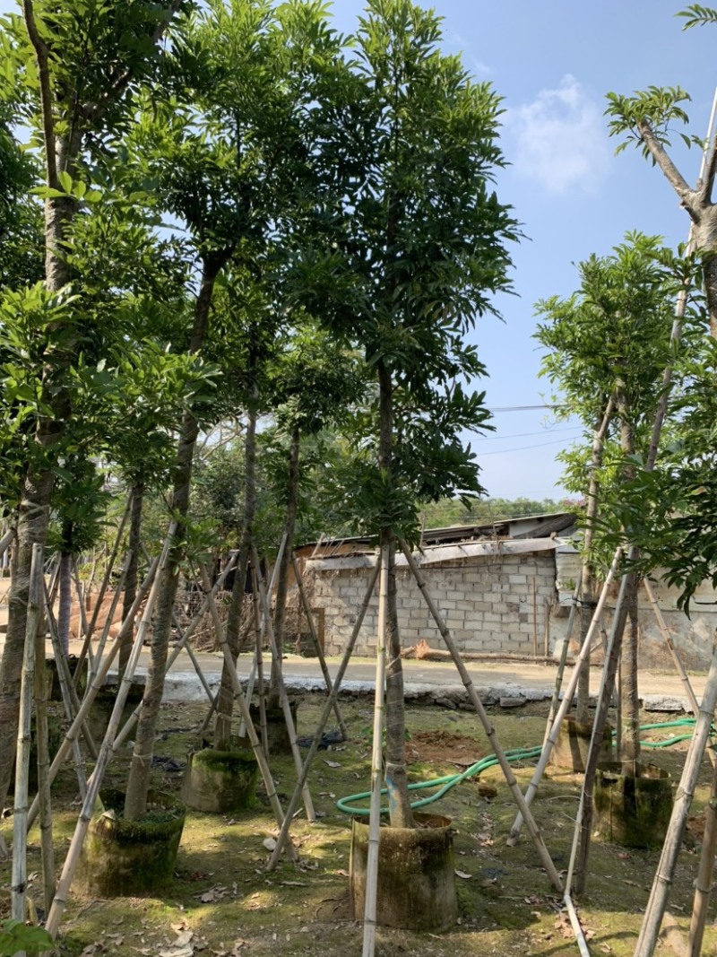 海南红豆