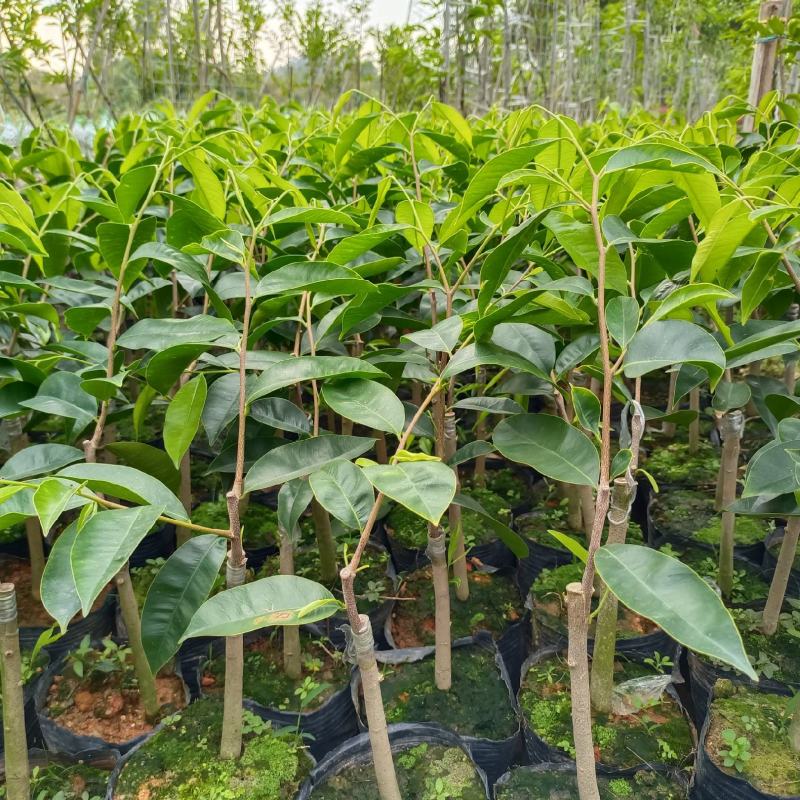 西瓜叶嫁接苗，长势非常旺，提供种植技术