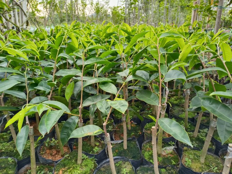 西瓜叶嫁接苗，长势非常旺，提供种植技术