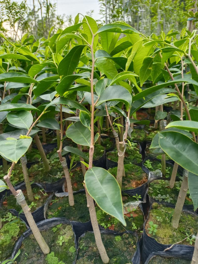 西瓜叶嫁接苗，长势非常旺，提供种植技术