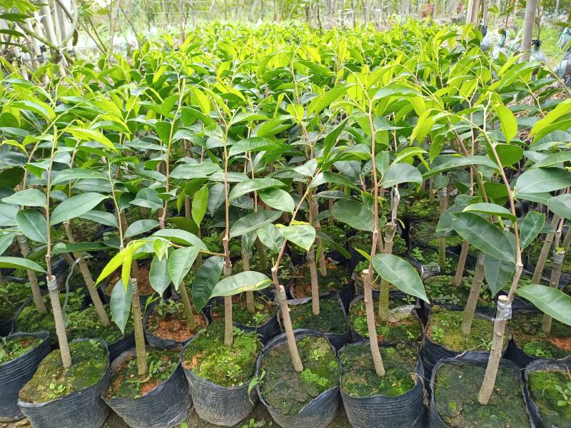 西瓜叶嫁接苗，长势非常旺，提供种植技术