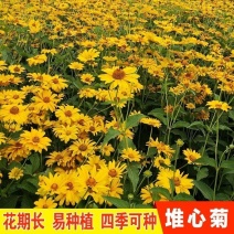 堆心菊花卉种子庭院花海花院护坡打造阳台盆栽耐寒耐热宿根多