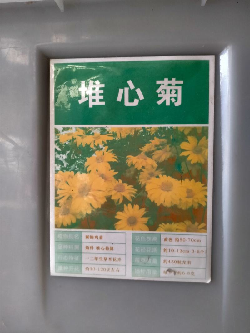 堆心菊花卉种子庭院花海花院护坡打造阳台盆栽耐寒耐热宿根多