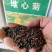 堆心菊花卉种子庭院花海花院护坡打造阳台盆栽耐寒耐热宿根多