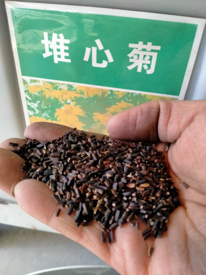 堆心菊花卉种子庭院花海花院护坡打造阳台盆栽耐寒耐热宿根多