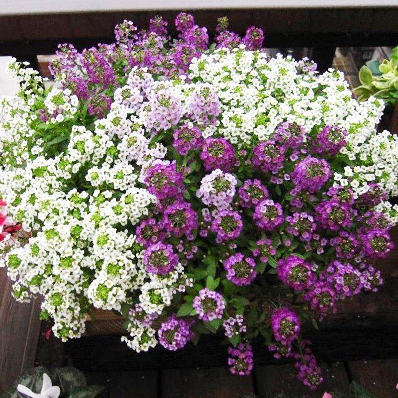 香雪球花种子籽室外庭院多年生耐寒花卉花籽地被花海室内阳台