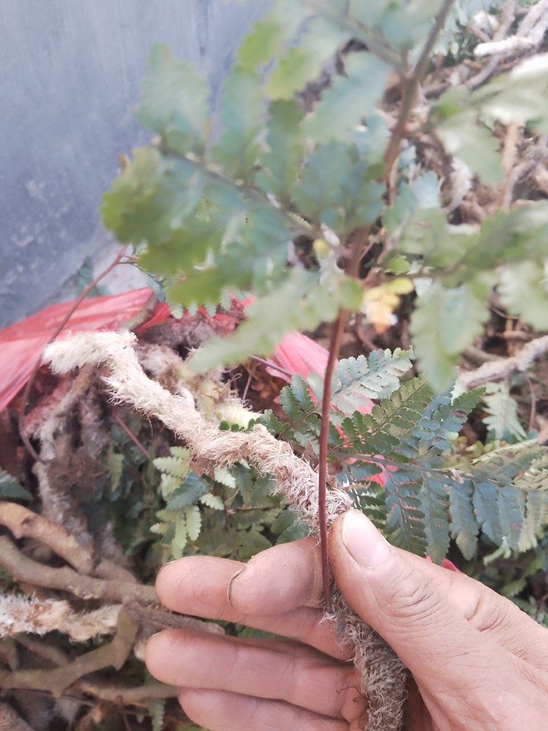 白毛蛇，去叶，去根，天然晒干，个子货，鲜货也有