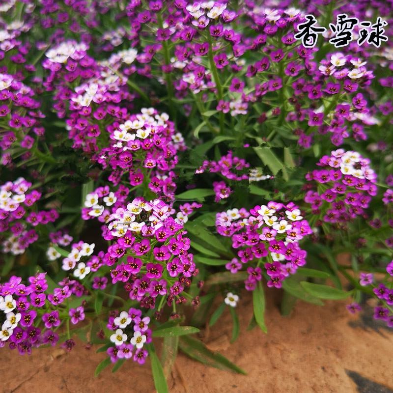 香雪球花种子籽室外庭院多年生耐寒花卉花籽地被花海室内阳台
